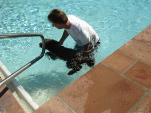 Teaching dog swimming fundamentals