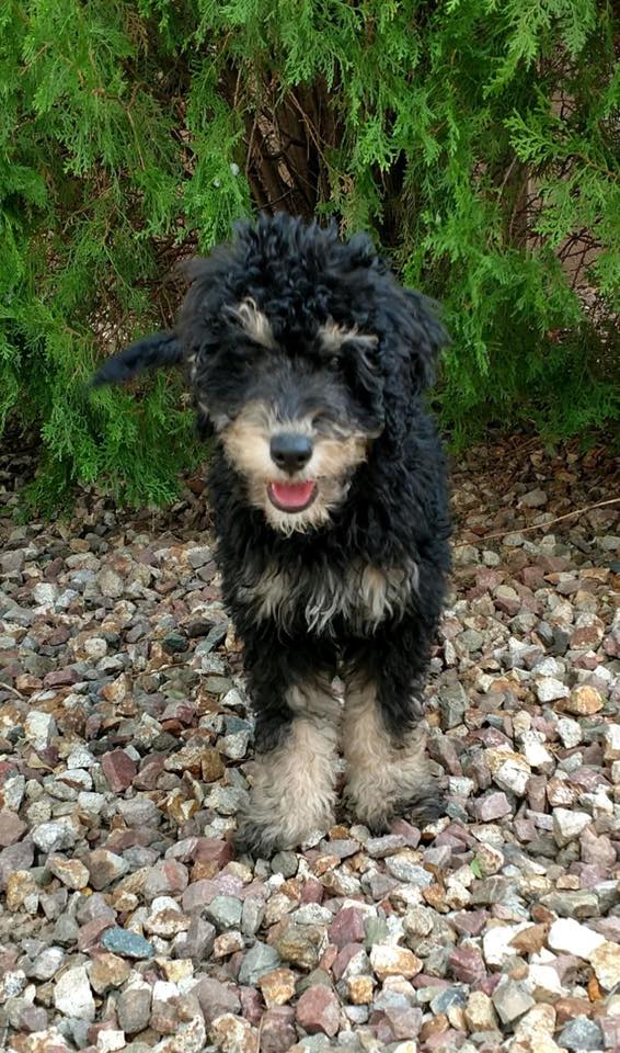 Stunning Troubleshooting Dog Lawn Eating Behavior image