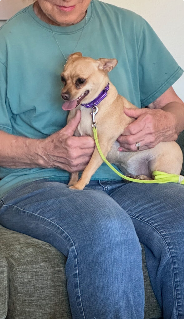 Fearful Chihuahua