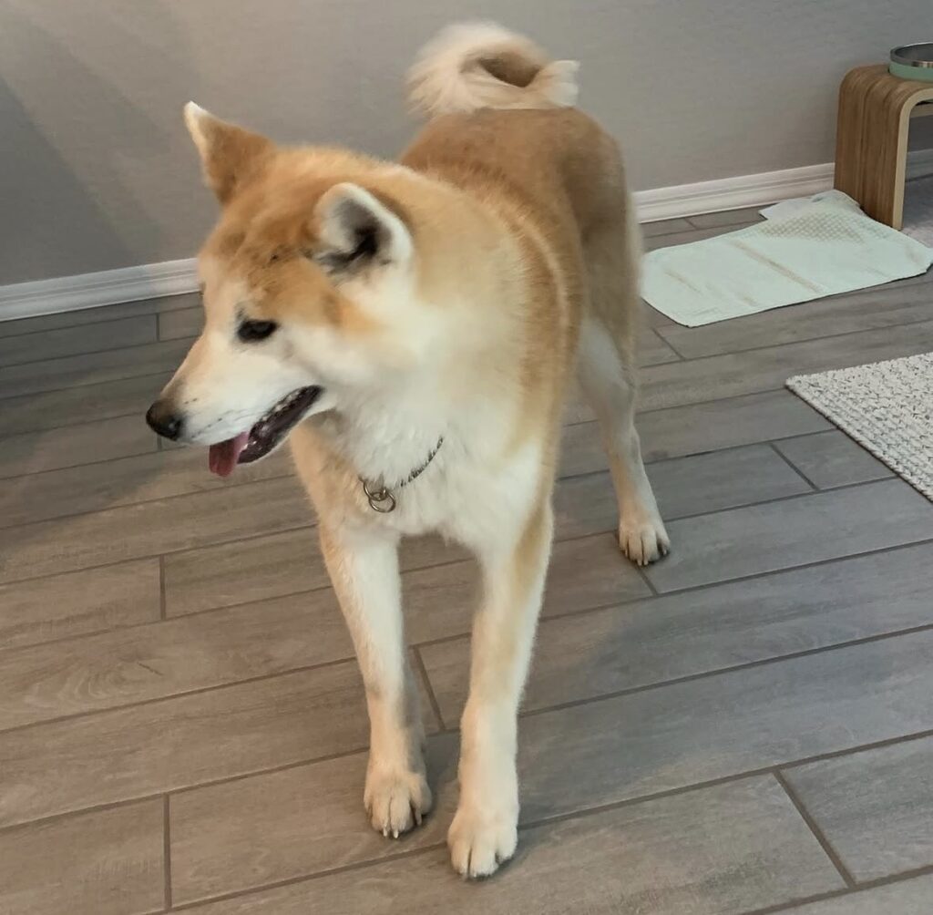 Untrained dog standing in the kitchen area during an in-home training session