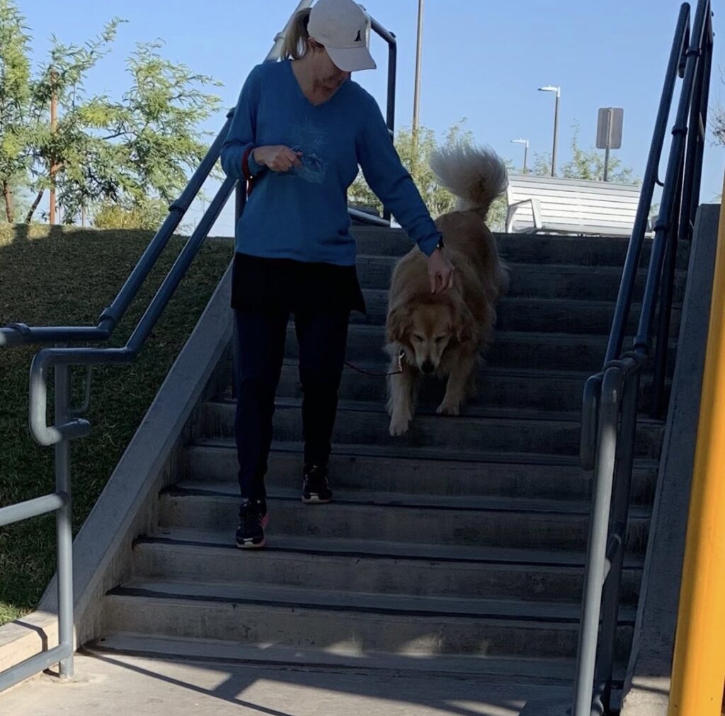 A Golden Retriever practices descending concrete stairs with his owner during a private dog training lesson with Sam The Dog Trainer at Gilbert Regional Park in Gilbert, Arizona.
