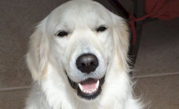 Scooter Pie - Therapy Dog